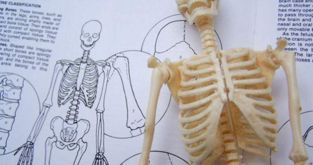 O noua parte a corpului uman, descoperita de doi chirurgi belgieni