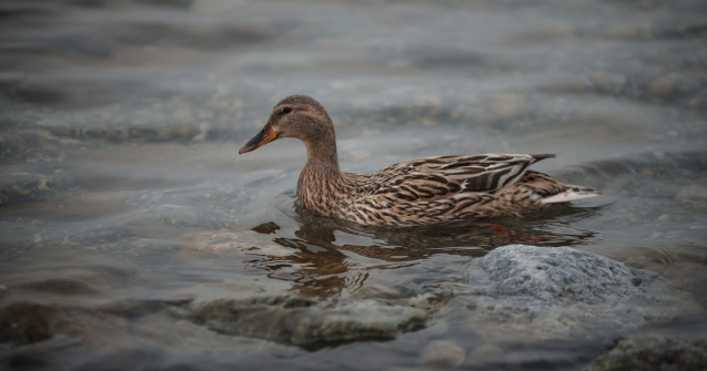 AUDIO O rață de mosc australiană a fost înregistrată vorbind. Care au fost primele cuvinte