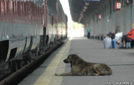 Bucuresti: Eutanasierea cainilor fara stapan