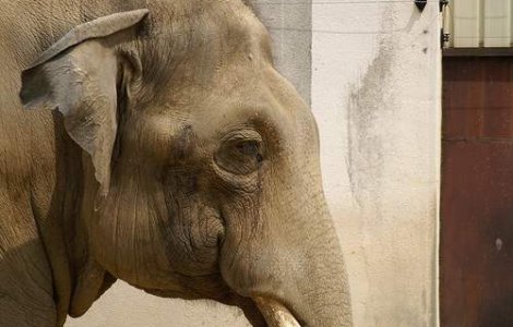 Moartea singurului elefant din Kiev, anchetata