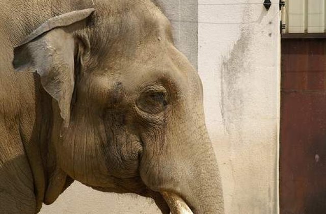 Moartea singurului elefant din Kiev, anchetata
