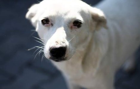 Salveaza un caine fara stapan!