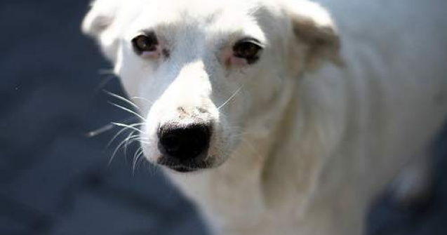 Salveaza un caine fara stapan!