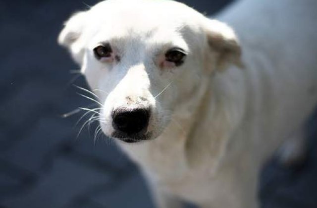 Salveaza un caine fara stapan!