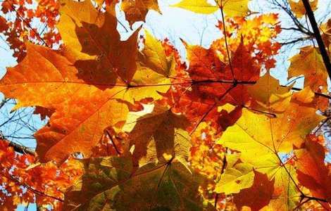 Meteo: Vremea se strica la inceputul saptamanii