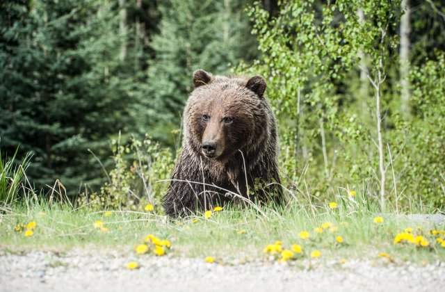 Panică &icirc;n r&acirc;ndul localnicilor din Bicaz-Chei. Un urs colindă pe străzile localității