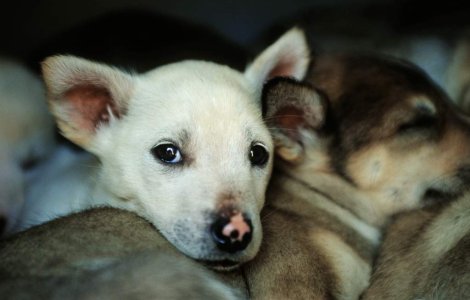 "Prefectul latra si musca, haideti sa-l bagam in cusca"