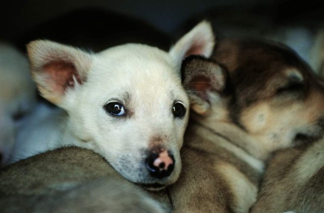 "Prefectul latra si musca, haideti sa-l bagam in cusca"
