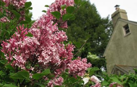 Peste 10.000 de persoane sarbatoresc Sarbatoarea Liliacului in Mehedinti