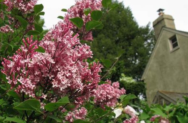 Peste 10.000 de persoane sarbatoresc Sarbatoarea Liliacului in Mehedinti