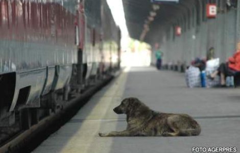 Eutanasierea cainilor vagabonzi, subiect aprins in presa internationala