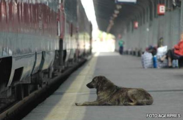 Eutanasierea cainilor vagabonzi, subiect aprins in presa internationala