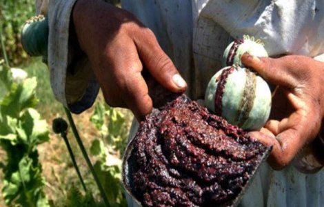Afganistan: Suprafetele cultivate cu opiu, la un nivel record in 2013