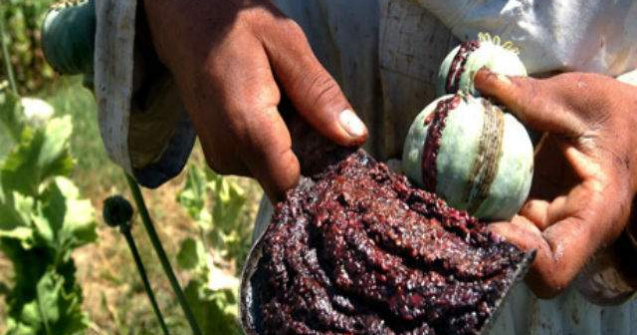 Afganistan: Suprafetele cultivate cu opiu, la un nivel record in 2013