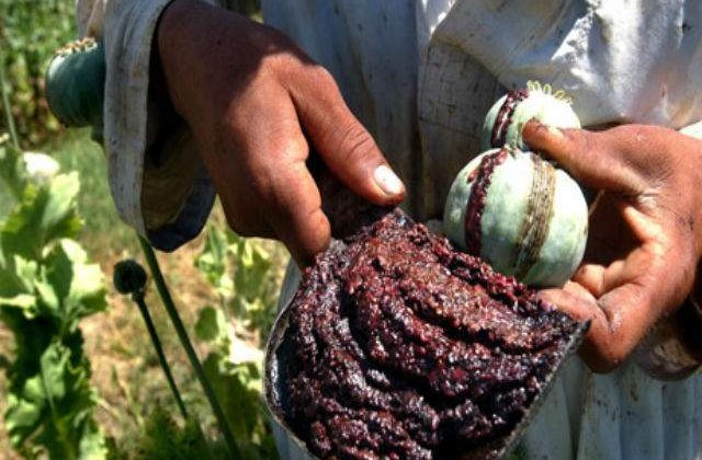 Afganistan: Suprafetele cultivate cu opiu, la un nivel record in 2013