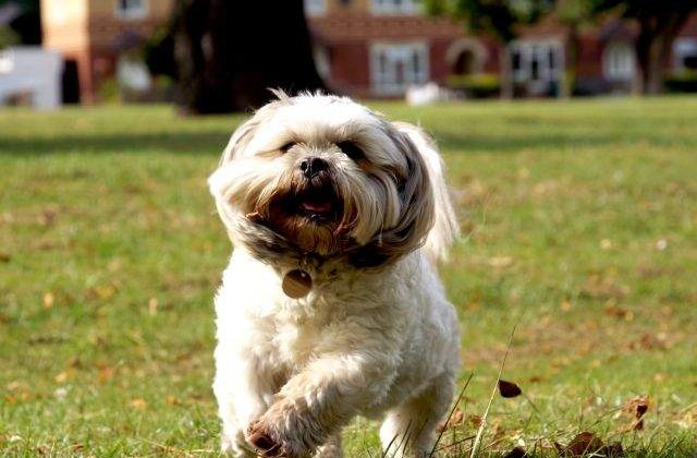 Proiect: Cainii cu stapan trebuie microcipati pana la 1 martie 2014