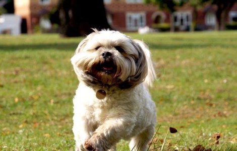 Proiect: Cainii cu stapan trebuie microcipati pana la 1 martie 2014