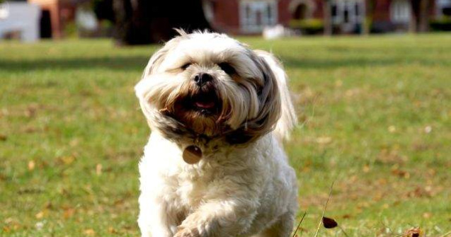 Proiect: Cainii cu stapan trebuie microcipati pana la 1 martie 2014