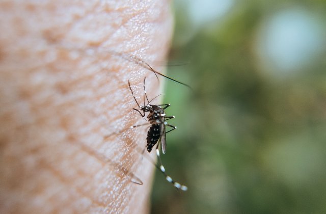 Alte două cazuri de infectare cu virusul West Nile înregistrate în România