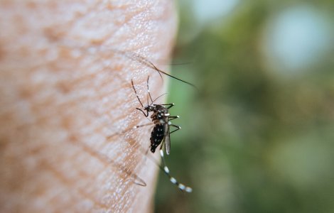 Alte două cazuri de infectare cu virusul West Nile înregistrate în România