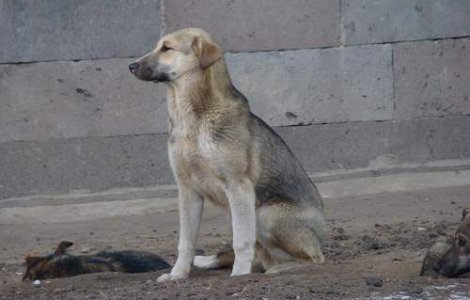 Primaria sectorului 2 sterilizeaza gratuit cainii comunitari