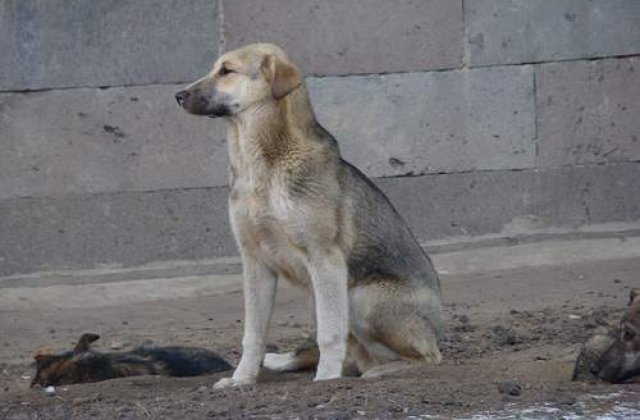 Primaria sectorului 2 sterilizeaza gratuit cainii comunitari