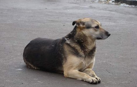 Soarta cainilor din Capitala, decisa de cetateni?