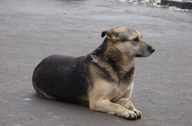 Soarta cainilor din Capitala, decisa de cetateni?