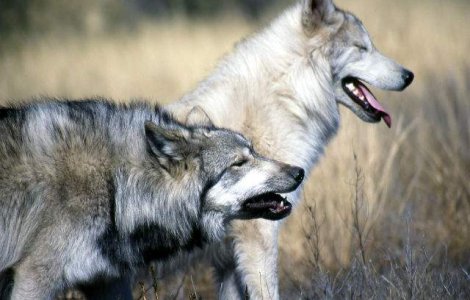 Primii caini, provenind din lupii stravechi, au aparut in Europa