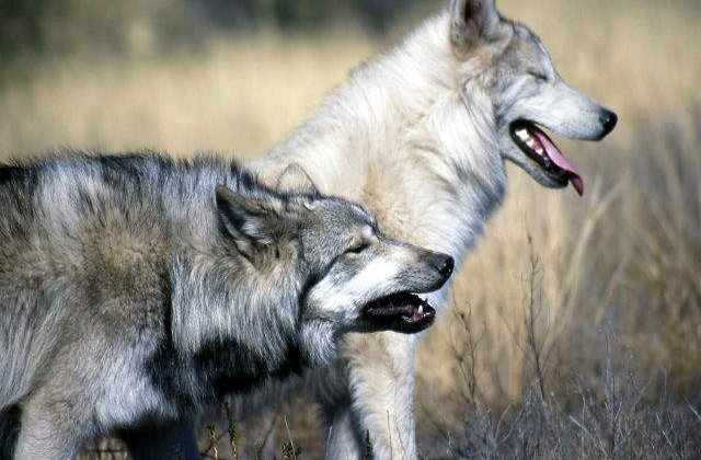 Primii caini, provenind din lupii stravechi, au aparut in Europa