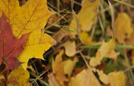 Meteo: Starea vremii la inceputul saptamanii
