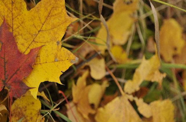 Meteo: Starea vremii la inceputul saptamanii
