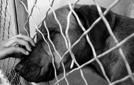  Top  10 vedete internationale care au adoptat animale din Romania