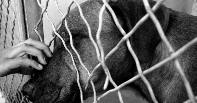  Top  10 vedete internationale care au adoptat animale din Romania