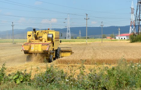 Pui de urs eutanasiat, după ce a fost prins într-un utilaj agricol