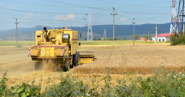 Pui de urs eutanasiat, după ce a fost prins într-un utilaj agricol