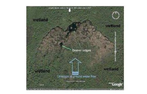 Castorii au construit un baraj vizibil din spatiu