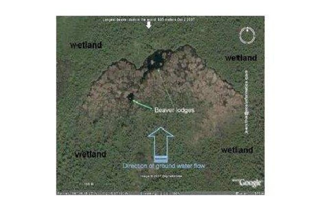 Castorii au construit un baraj vizibil din spatiu