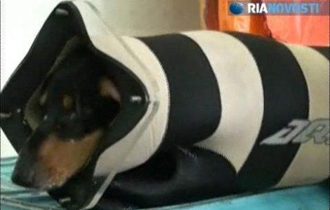  Video  Primul caine scafandru din lume