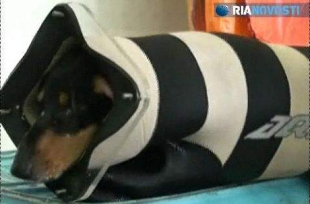 [VIDEO] Primul caine scafandru din lume