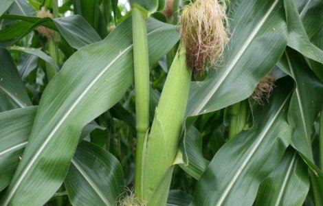 Productia de porumb si floarea soarelui, aproape dubla fata de 2012