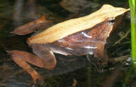 Specia de broaste denumita in onoarea lui Darwin, declarata disparuta