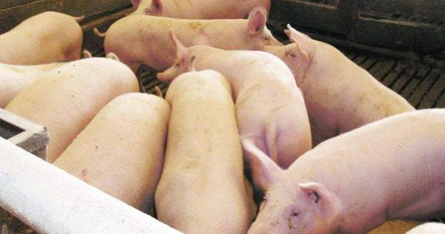 Arad: 146 de porci confiscati vor fi ucisi pentru ca nu pot fi valorificati de stat
