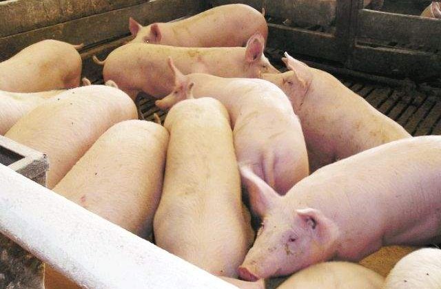 Arad: 146 de porci confiscati vor fi ucisi pentru ca nu pot fi valorificati de stat