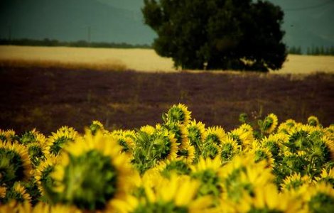 Agricultorii cer Guvernului plata subventiilor