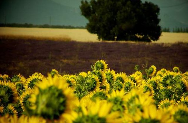 Agricultorii cer Guvernului plata subventiilor