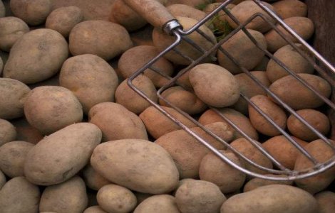 Pretul cartofilor ar putea depasi un euro pe kilogram