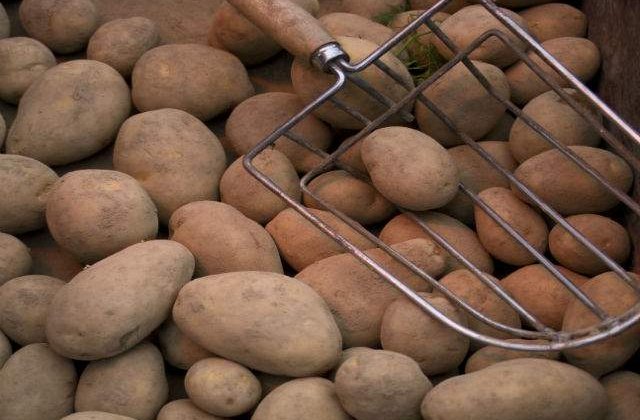 Pretul cartofilor ar putea depasi un euro pe kilogram