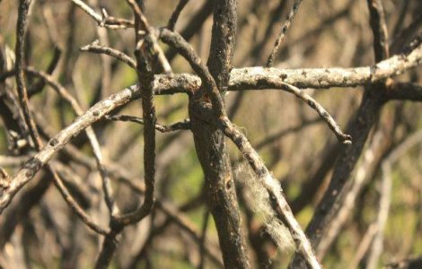 Un primar a inventat parazapezi din crengi pentru a evita blocarea drumurilor