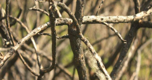 Un primar a inventat parazapezi din crengi pentru a evita blocarea drumurilor